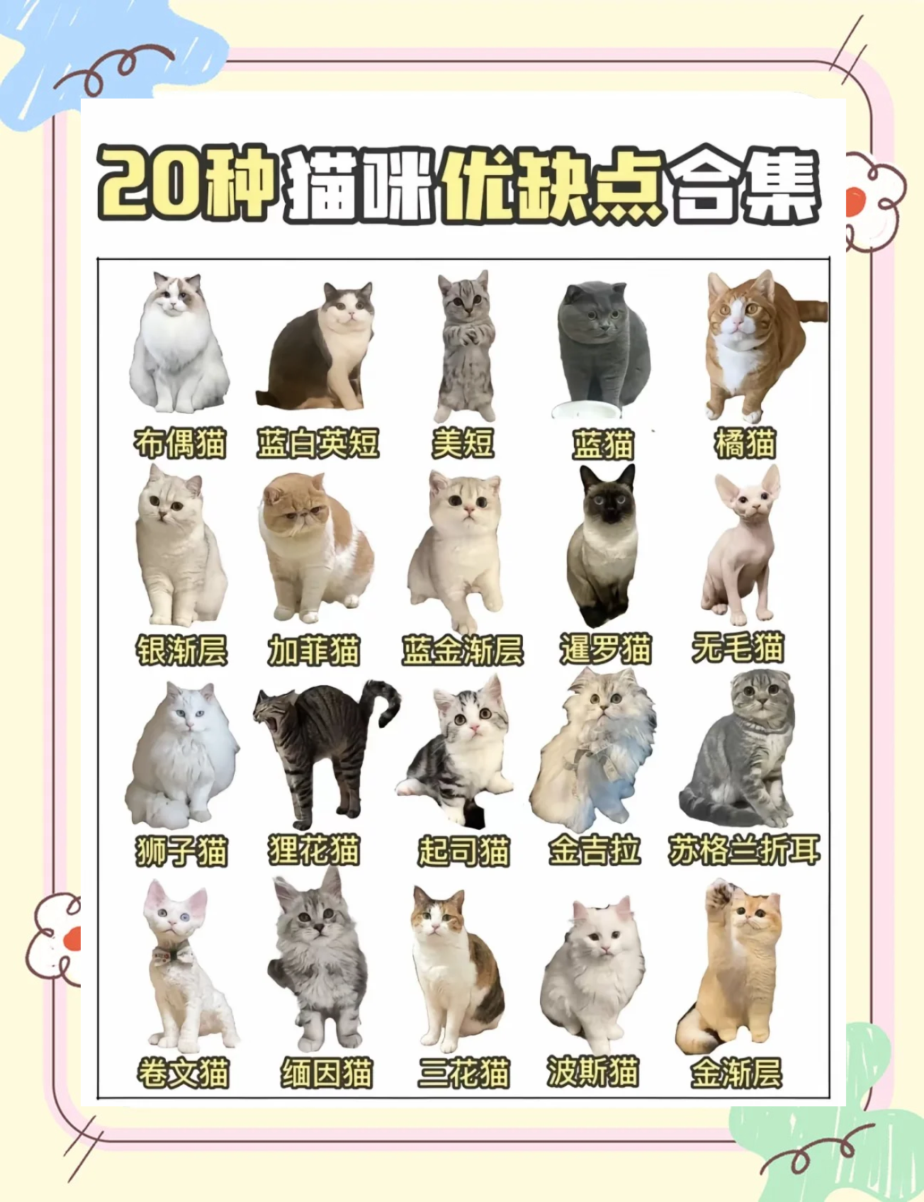 如何区别蓝猫和英短