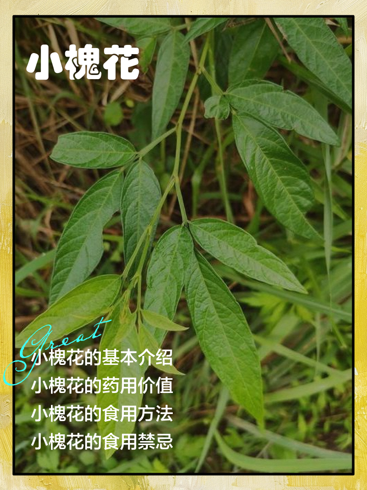 关于槐花的介绍